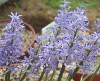 Scilla lingulata var ciliolata